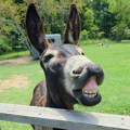 gypsy_shoals_farm_donkey_making_funny_smile gypsy_shoals_farm_donkey_making_funny_smile