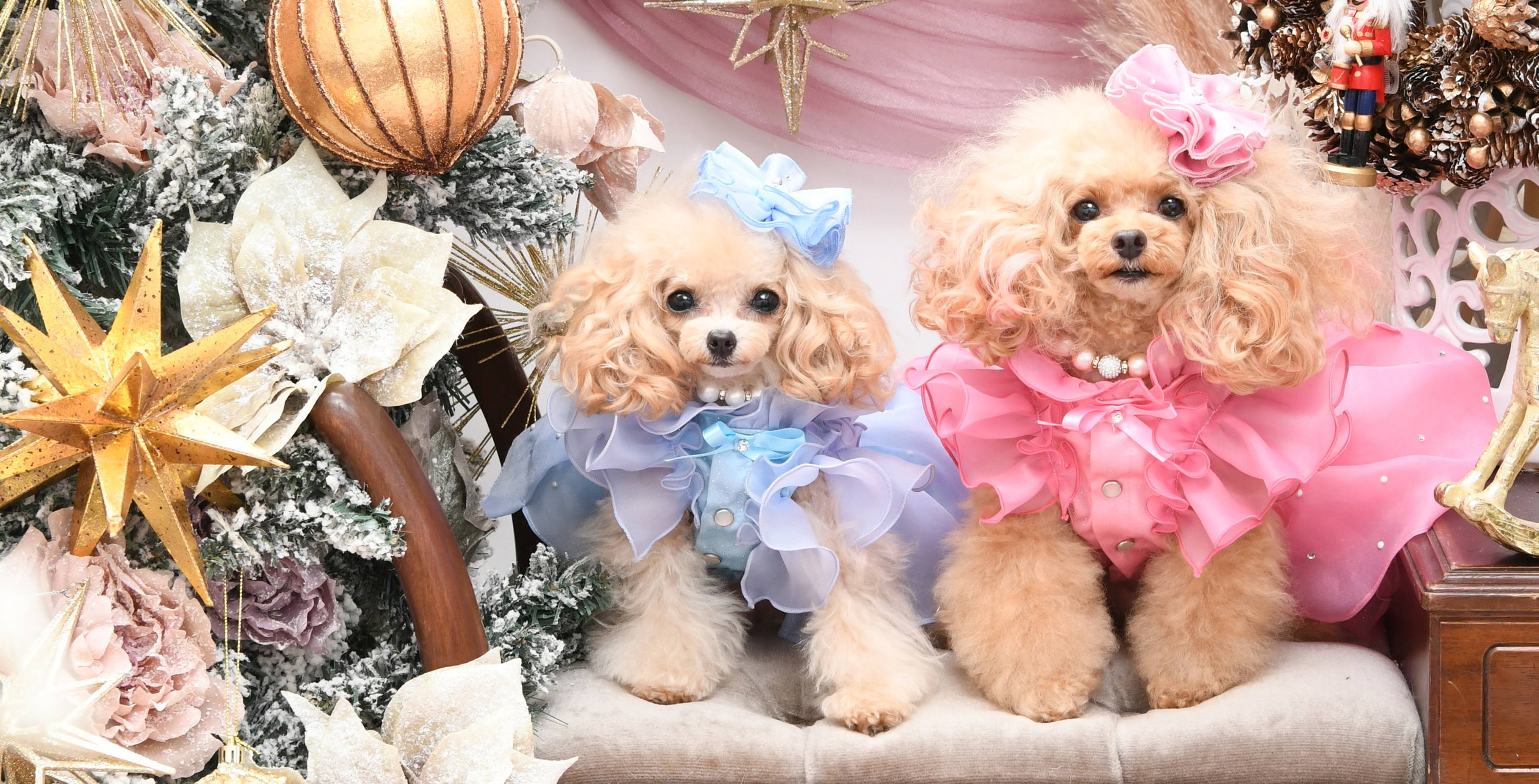 Luxebirdie（リュクスバーディ）|小型犬とのリュクスな生活を楽しむ