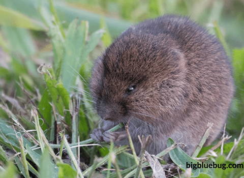 what_attracts_vole_activity