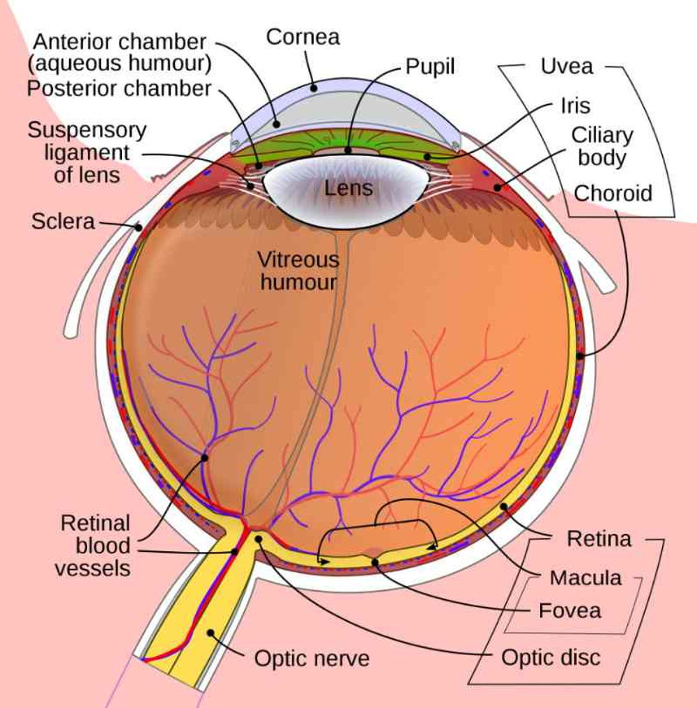 The eye &#x26; retina