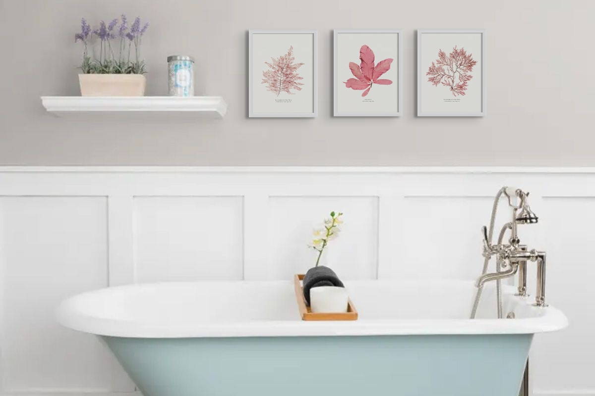 Set of three seaweed prints above roll top bath - bathroom art prints