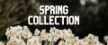 Spring Collection Shop Now