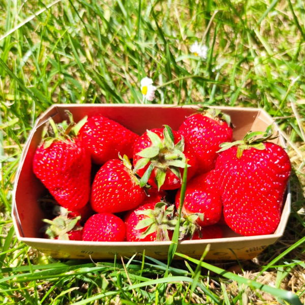 fraises-bio