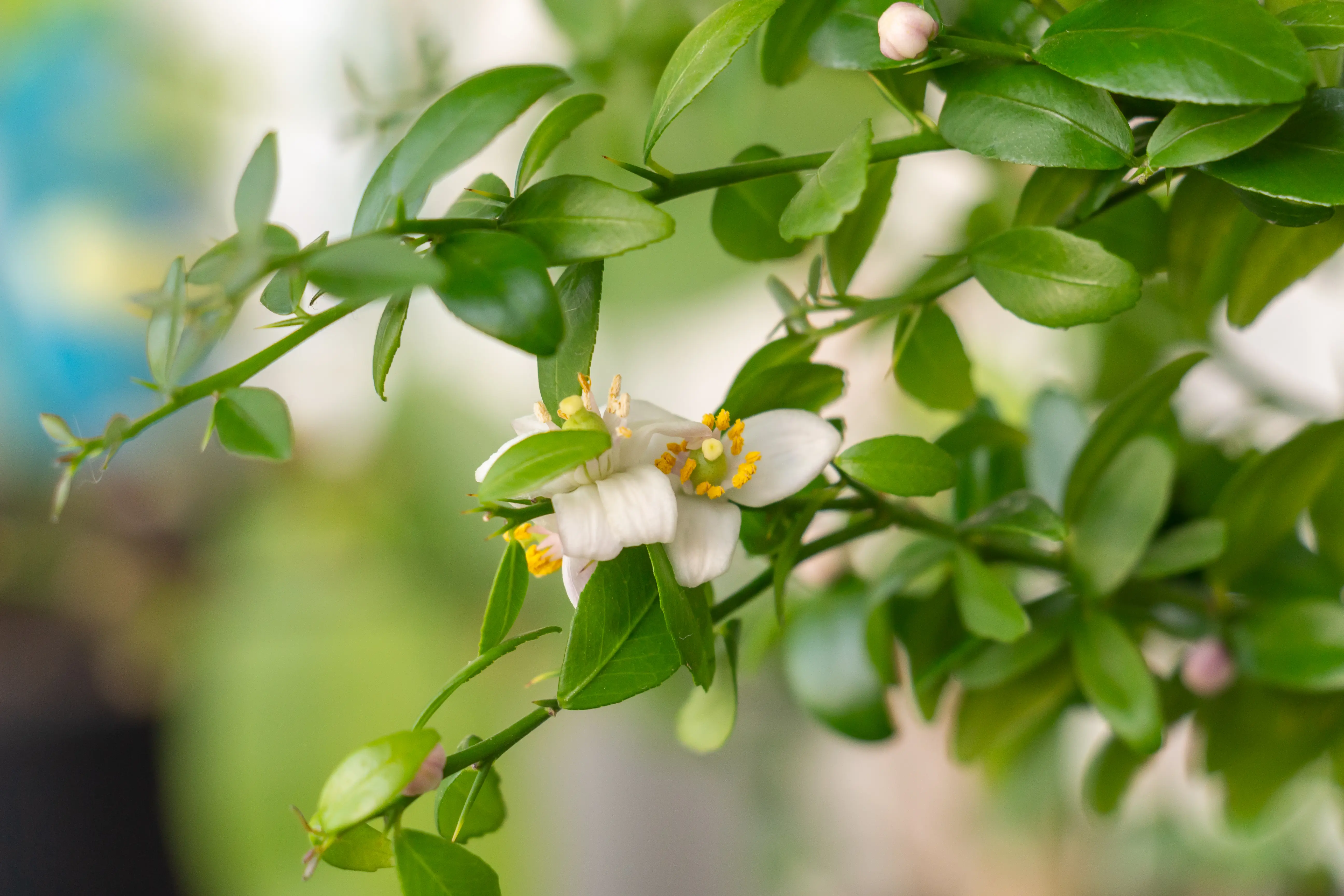 An image displaying the Finger Lime plant and flowers - the flowers are small and white with pale yellow centres. 