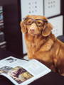 Dog in glasses ready to work
