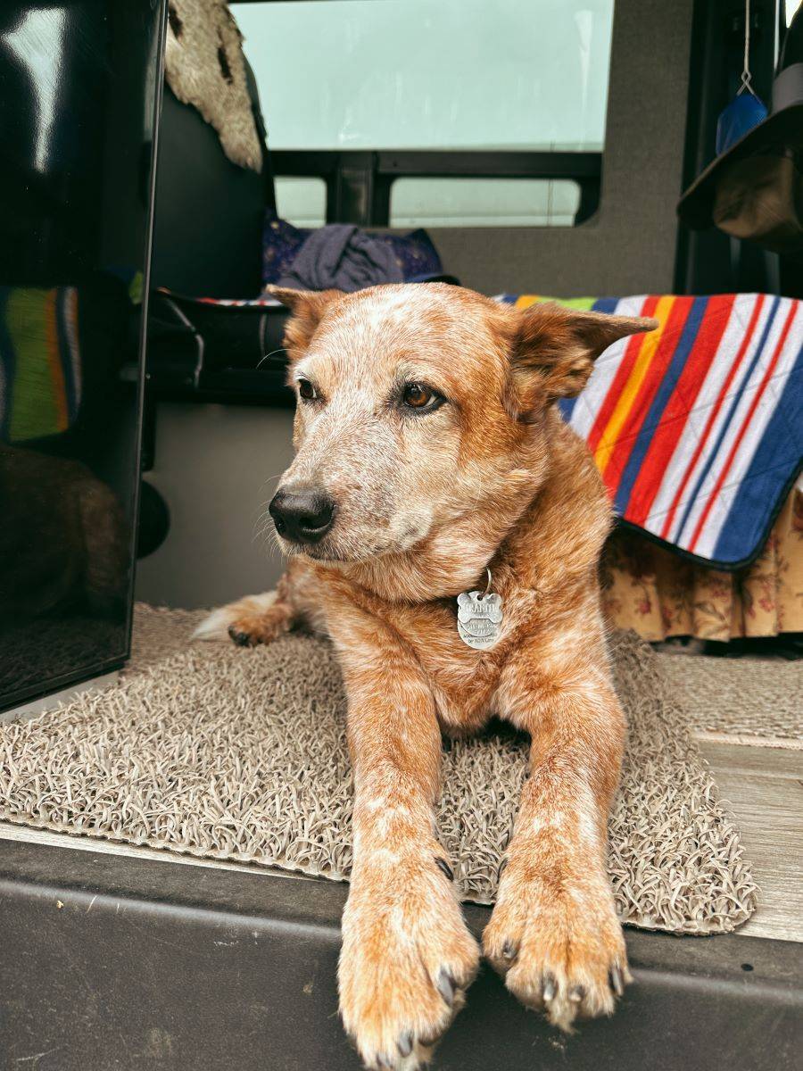 Anne Marie's dog travels in the Storyteller Overland adventure van, too