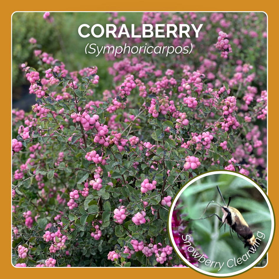 Coralberry is host plant to the Snowberry clearwing