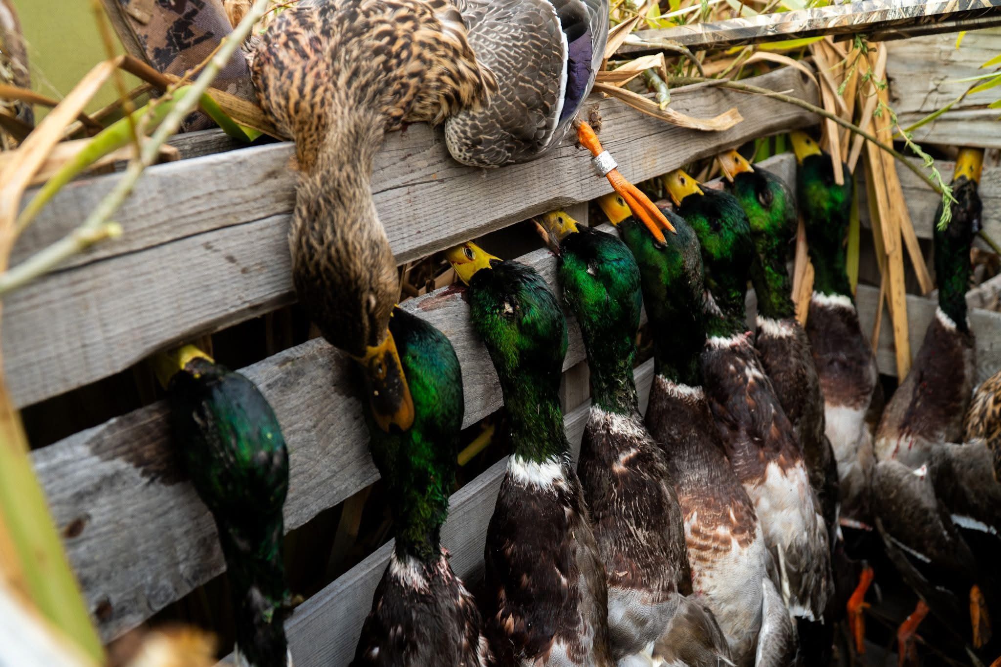 Hunter at the edge of the decoy spread
