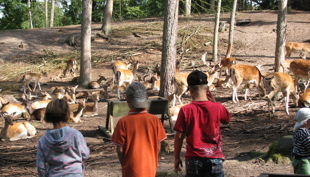 wildpark mv wildfreigehege