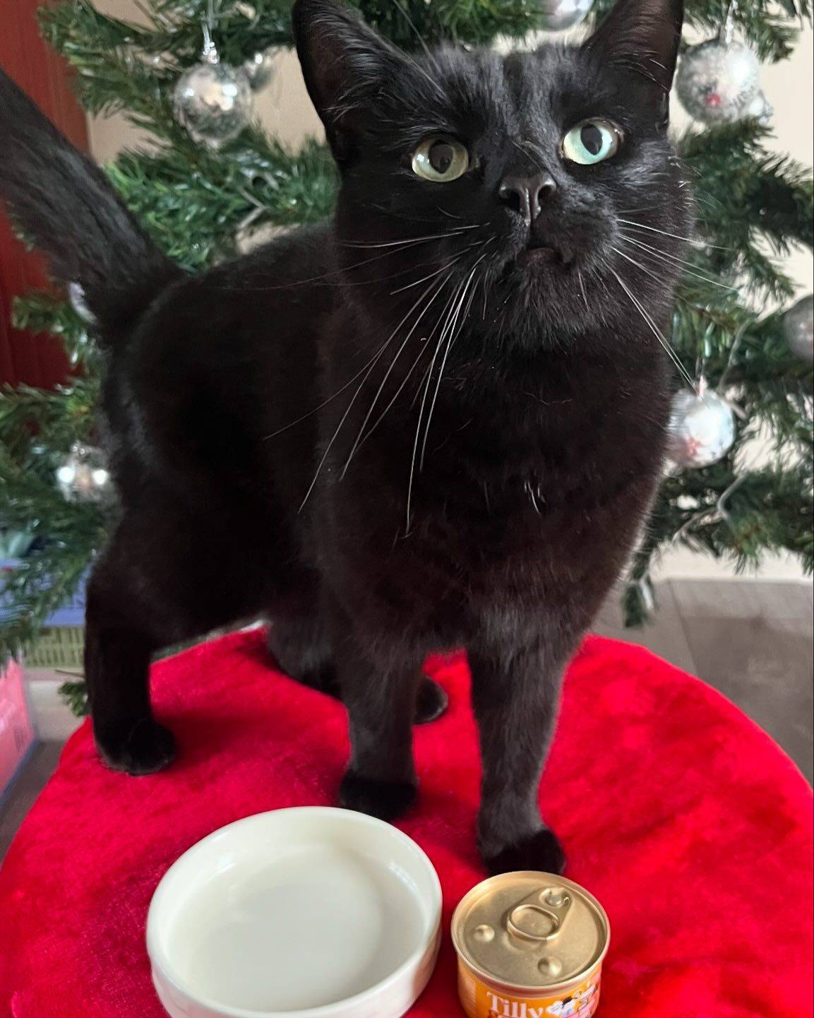 Festive black cat by Christmas tree, waiting for Tilly & Ted meal