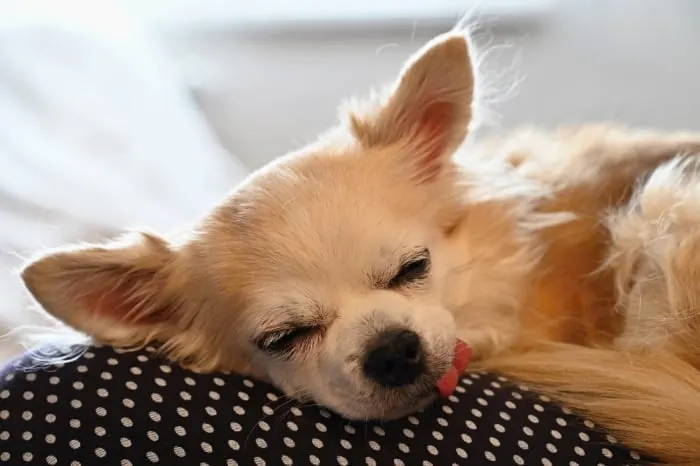 a chihuahua suffering from congestive heart failure.jpg