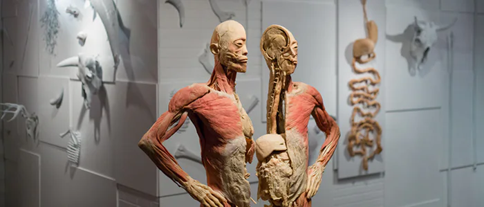 Real Bodies Las Vegas