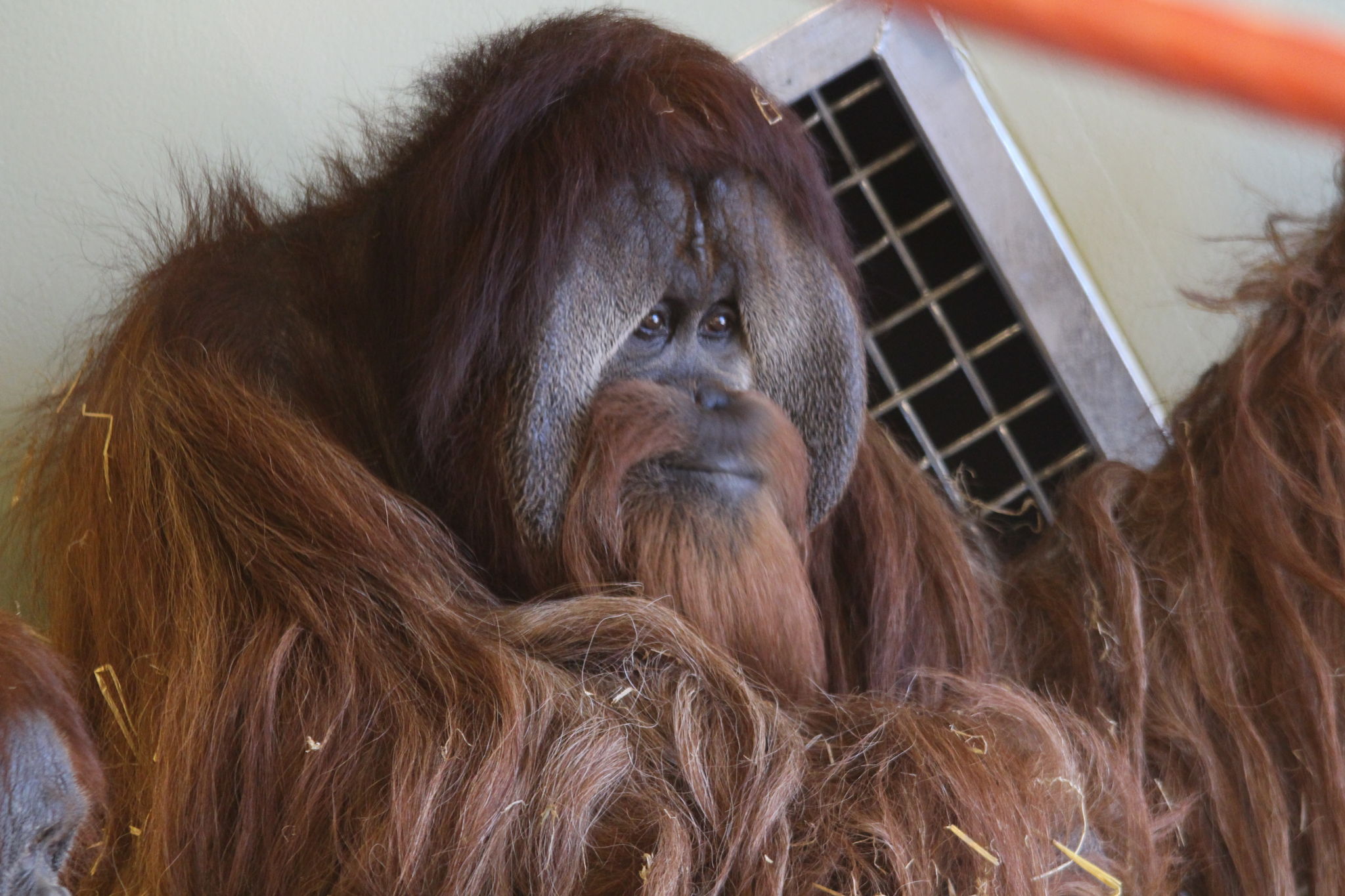 Orangutan