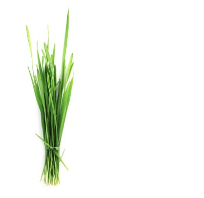 Trulean Ageless Super Greens Powder - Barley Grass