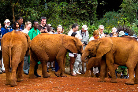 Elephant-Orphanage-Nairobi.jpg