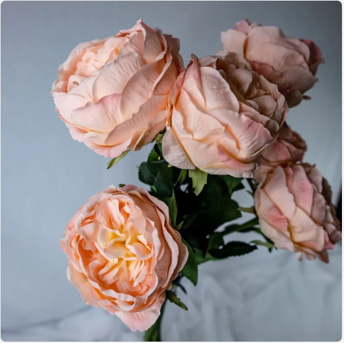 Pink/Cream David Austin Soft Touch Open Bloom Rose - Realistic Artificial Flowers (Box of 24 Stems)
