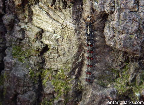 hungry_gypsy_moth_caterpillar_on_tree_trunk