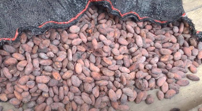 How Did We Get There? The History Of cacao beans Told Through Tweets