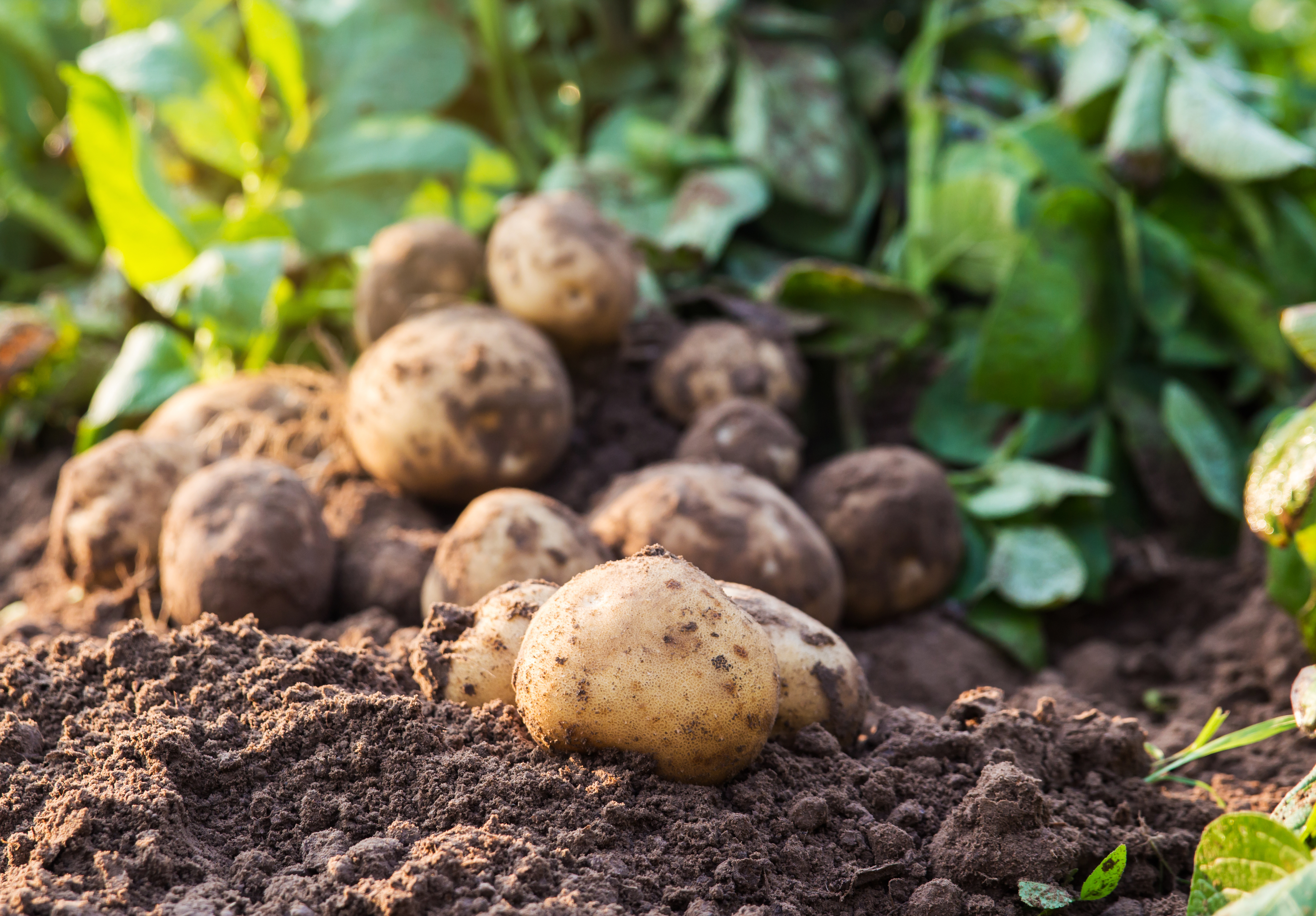 Potatoes sitting on soil with potato plants in the background
