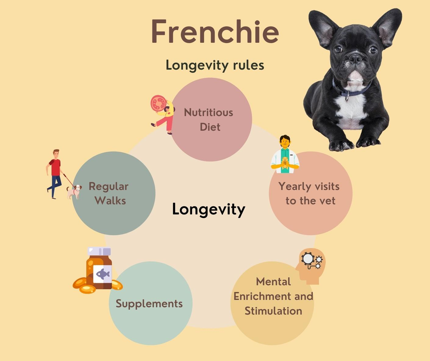 french bulldog lifespan 