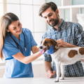 female and male veterinarian with a dog