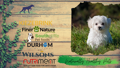Graphic of our brands and a dog