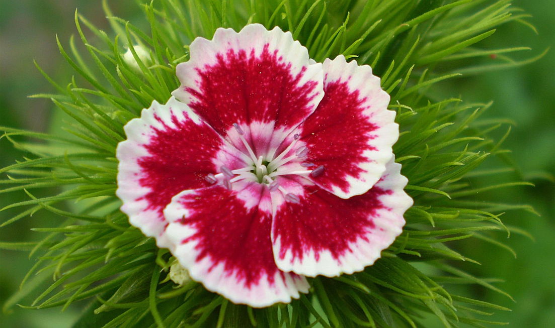  South Africa
- Dianthus 3.jpg