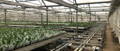 Pressure Washing Greenhouse