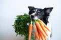Black and white dog with a bunch of carrots in his mouth