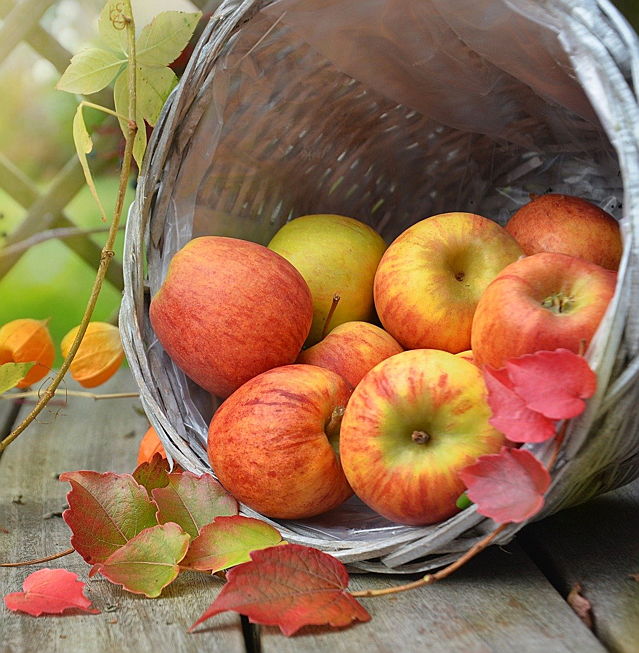  Meran
- Die Apfelernte ist in Südtirol zum Zeitpunkt des Meraner Traubenfestes noch nicht abgeschlossen.