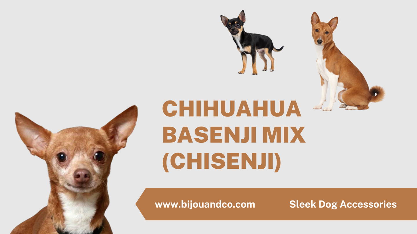 basenji mixes which one is right for you