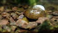 freshwater pearl mussel on the ocean rocks