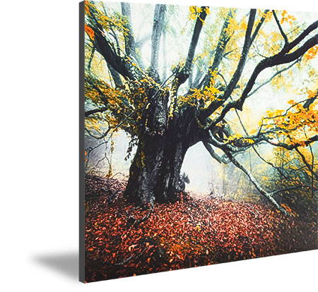 Photo printed directly on aluminum