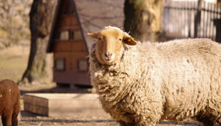 hofgut graue presse schaf rz