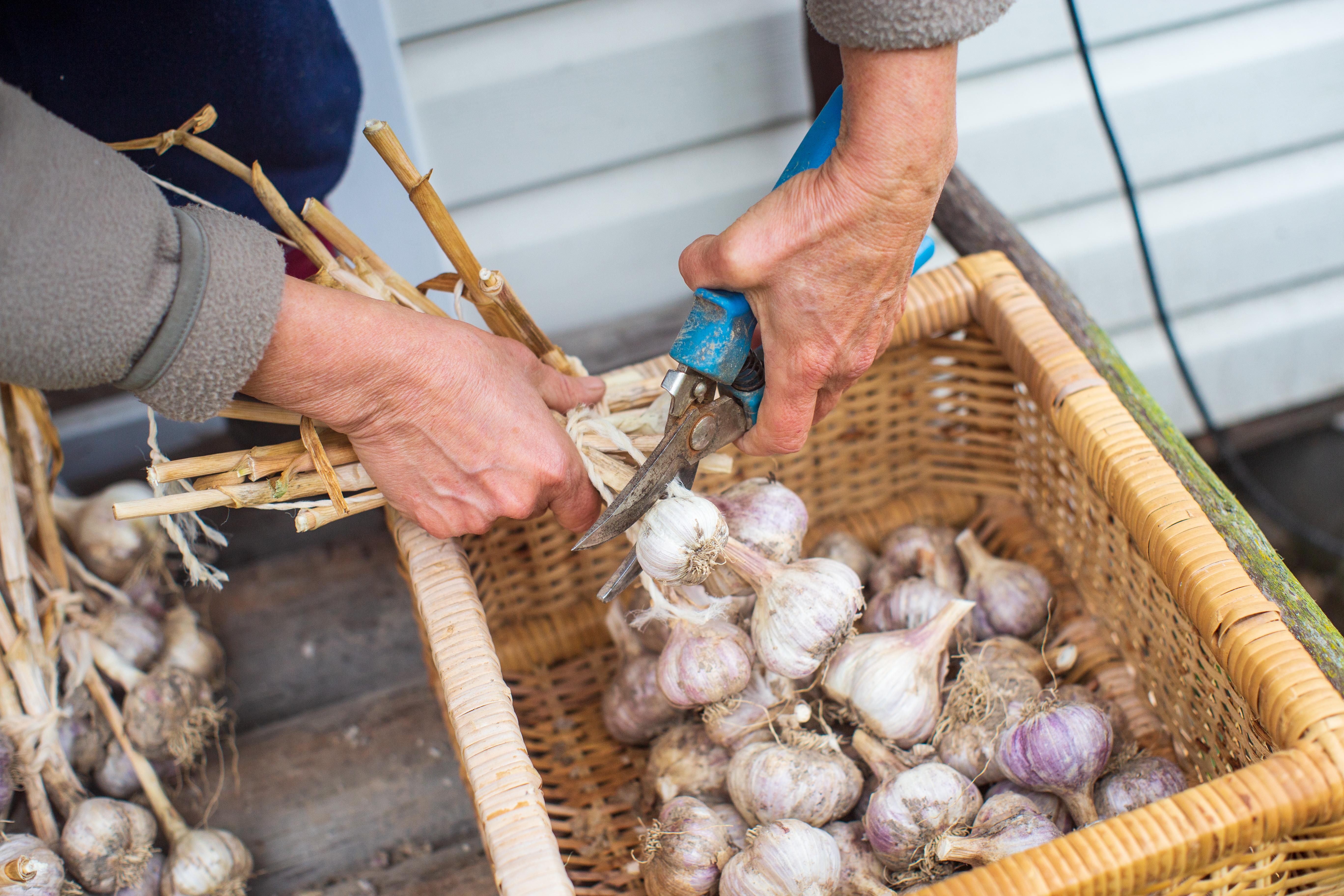 A pair of hands using shears to snip off garlic stems