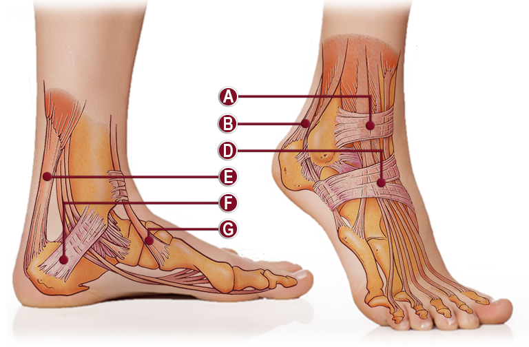 TENDONS & LIGAMENTS OF THE ANKLE ANATOMY ILLUSTRATION