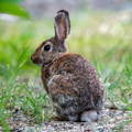 Rabbit in the grass