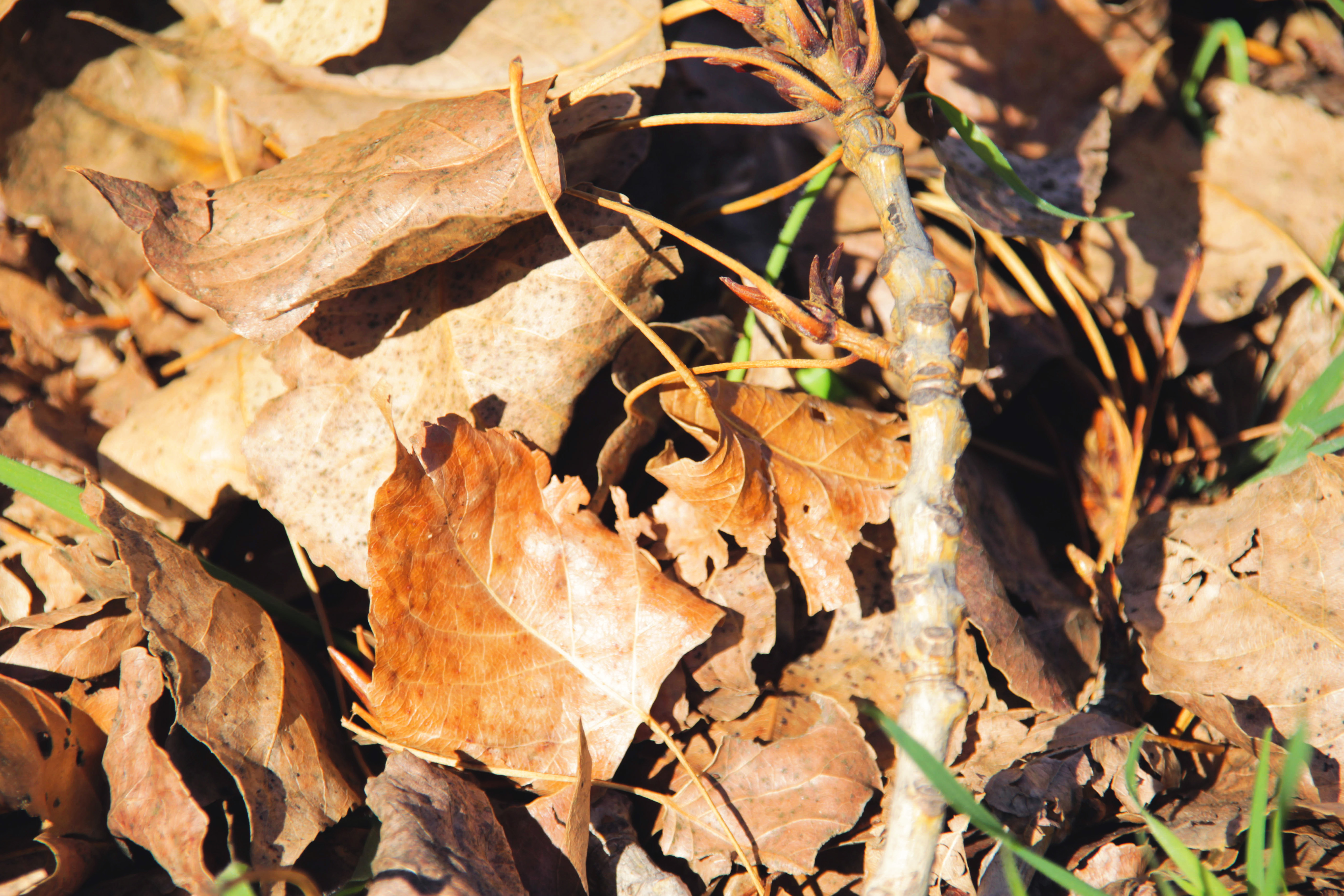 Dried, decaying leaves covering the ground