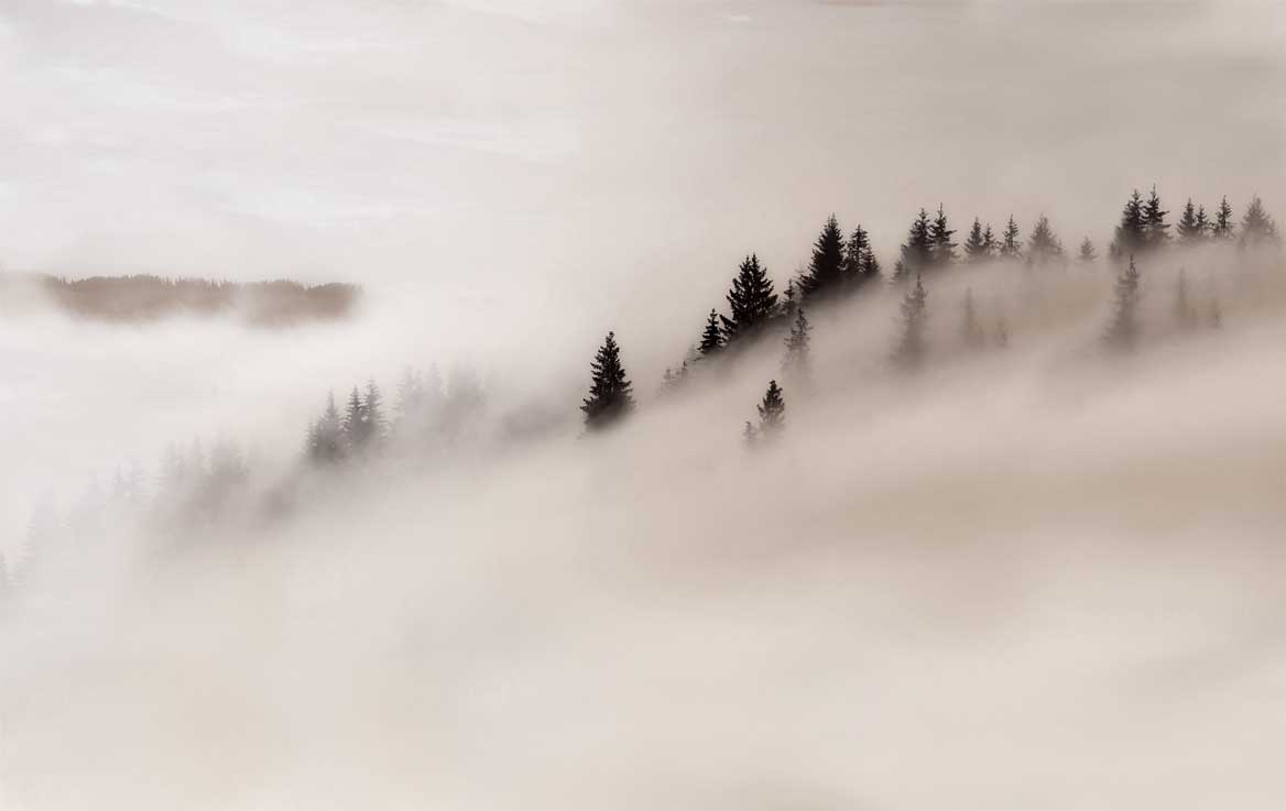 Brown Misty Forest Wall Mural custom mural image