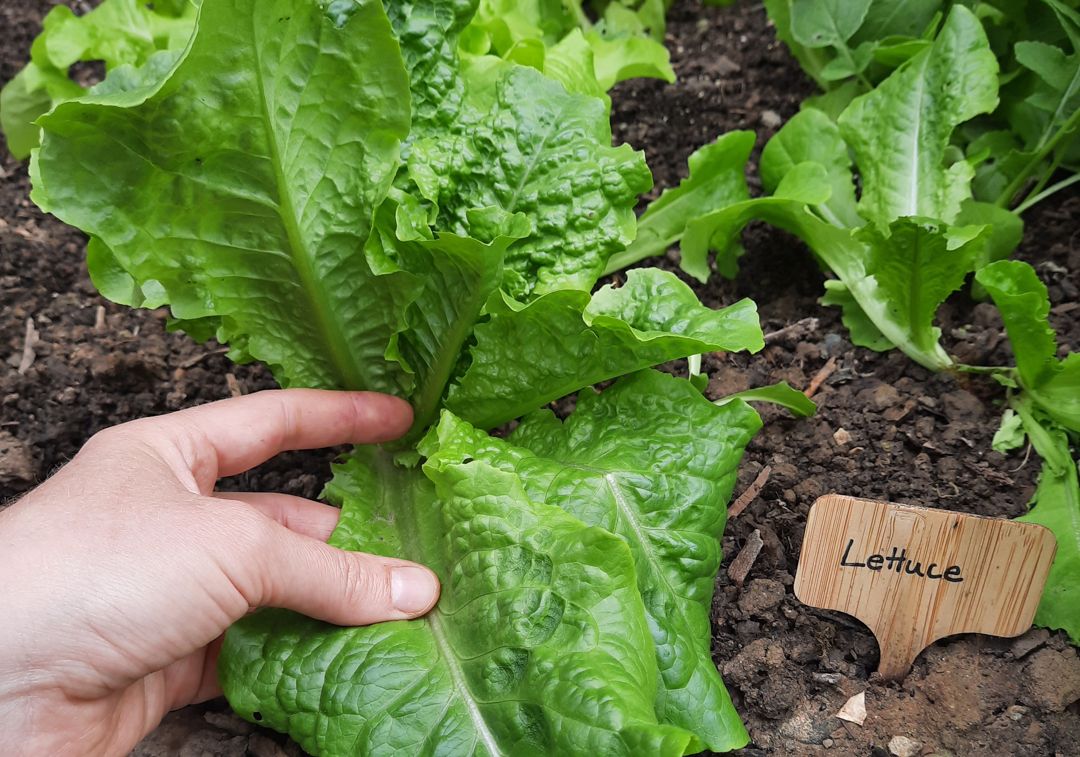 A hand harvesting lettuce