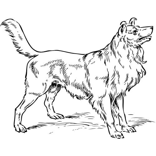 Outline sketch of a dog