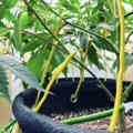 BudHuggers plant training garden wires on a cannabis plant