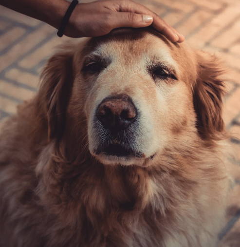 Golden retriever being comforted, pet bereavement