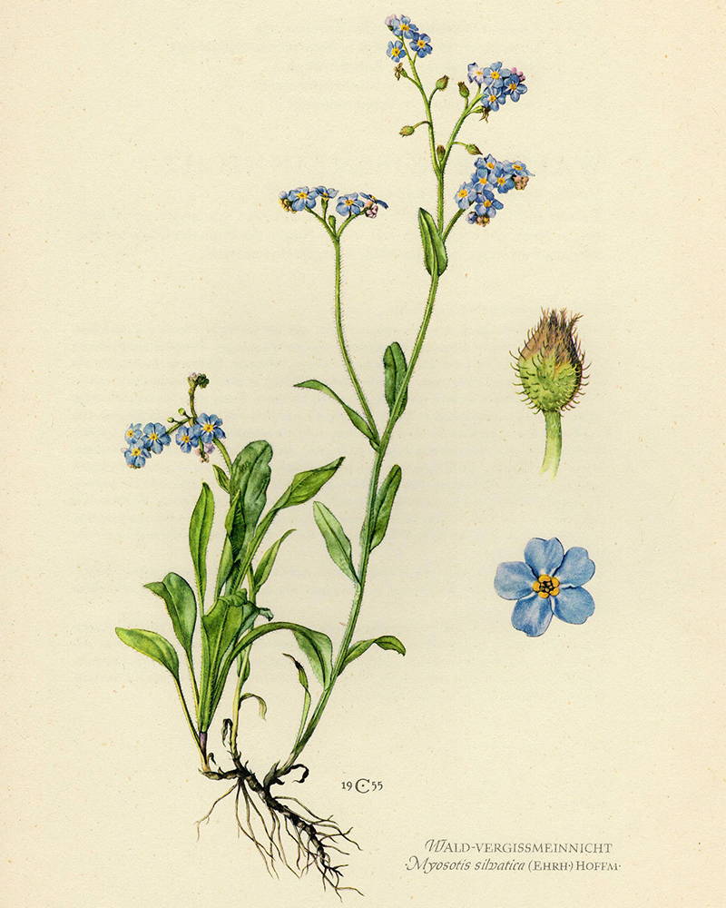 Embroidered forget-me-nots