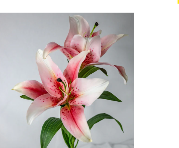 Pale Pink Oriental Lily - Realistic Artificial Flowers - Image 3