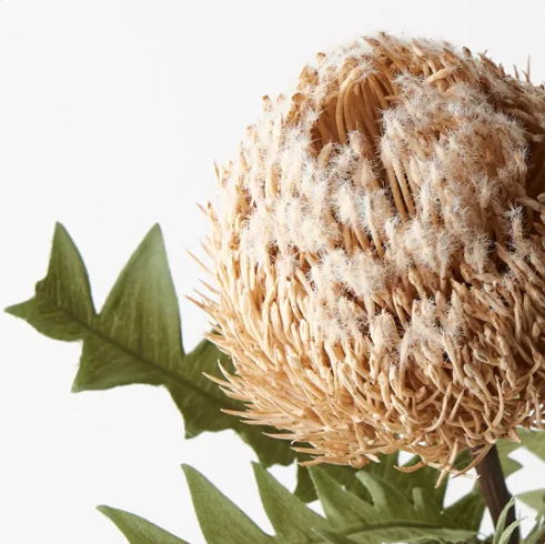 Cream Banksia Baxteri - Realistic Artificial Flowers - Image 3
