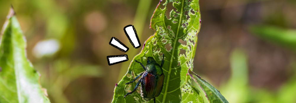 damage of japanese beetles to tree leaves