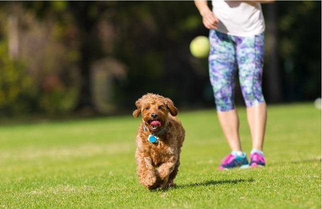 Dog Fetch