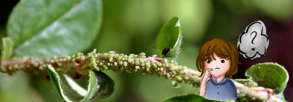 where did aphids come from