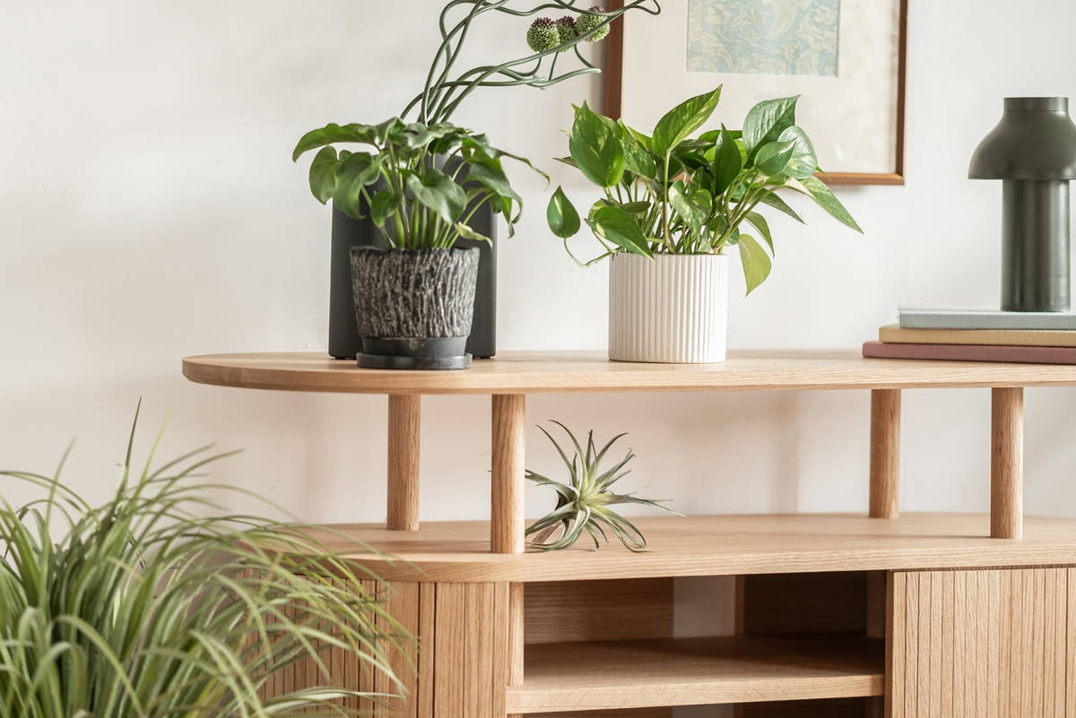 天板と中段に並ぶ植物